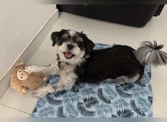 Morty – kleiner Herzenshund sucht seine Menschen 