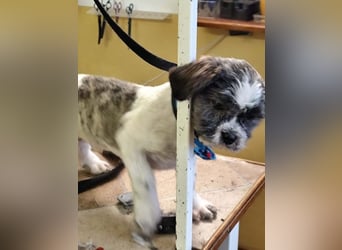 BERRY - der fröhliche kleine Racker möchte mit DIR den Rest seines Lebens verbringen!