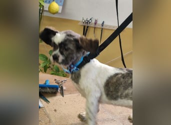 BERRY - der fröhliche kleine Racker möchte mit DIR den Rest seines Lebens verbringen!