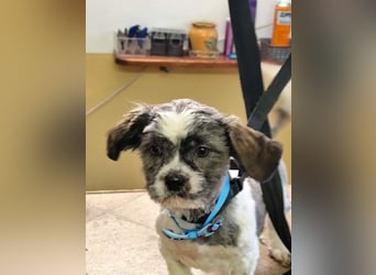 BERRY - der fröhliche kleine Racker möchte mit DIR den Rest seines Lebens verbringen!