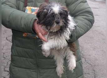 BERRY - der fröhliche kleine Racker möchte mit DIR den Rest seines Lebens verbringen!