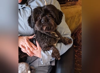 Nelly, liebes Shih Tzu Mischlingsmädchen geb. 2021
