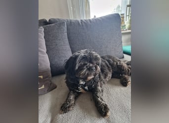 Nelly, liebes Shih Tzu Mischlingsmädchen geb. 2021