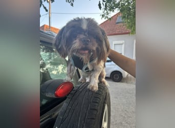 Max, fröhlicher Shih Tzu, geb. 2019