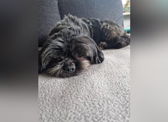 Nelly, liebes Shih Tzu Mischlingsmädchen geb. 2021