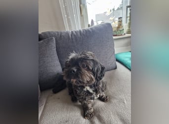 Nelly, liebes Shih Tzu Mischlingsmädchen geb. 2021