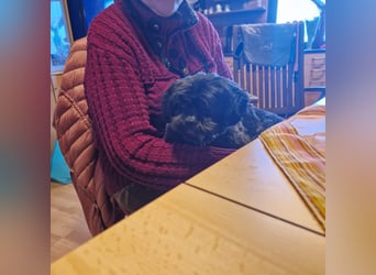 Nelly, liebes Shih Tzu Mischlingsmädchen geb. 2021