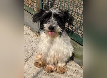 ♥MALY♥ neu auf Pflegestelle in Köln - süße, ganz zutrauliche, aktuell zu dünne kleine Hündin 27cm