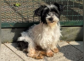 ♥MALY♥ neu auf Pflegestelle in Köln - süße, ganz zutrauliche, aktuell zu dünne kleine Hündin 27cm