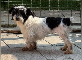 ♥MALY♥ neu auf Pflegestelle in Köln - süße, ganz zutrauliche, aktuell zu dünne kleine Hündin 27cm