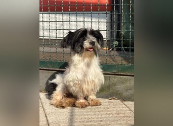 ♥MALY♥ neu auf Pflegestelle in Köln - süße, ganz zutrauliche, aktuell zu dünne kleine Hündin 27cm
