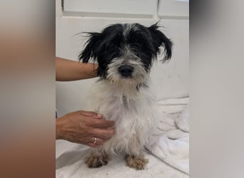 ♥MALY♥ neu auf Pflegestelle in Köln - süße, ganz zutrauliche, aktuell zu dünne kleine Hündin 27cm