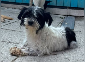 ♥MALY♥ neu auf Pflegestelle in Köln - süße, ganz zutrauliche, aktuell zu dünne kleine Hündin 27cm