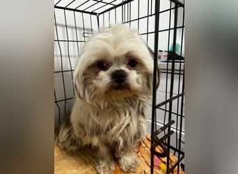 Kleiner Winston sucht sein Glück