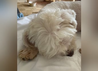 Chicco sucht seine Familie