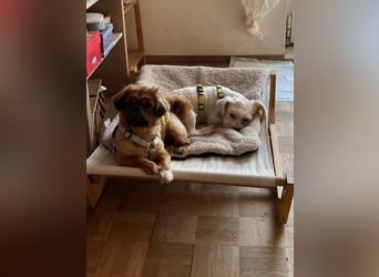 Chicco sucht ein neues Zuhause