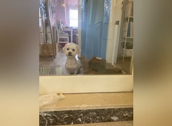 Chicco sucht seine Familie