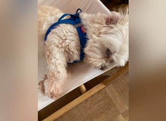 Chicco sucht sein neues Zuhause