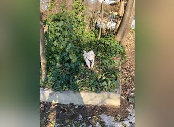 Chicco sucht sein neues Zuhause