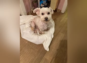Chicco sucht sein neues Zuhause