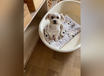 Chicco sucht sein neues Zuhause