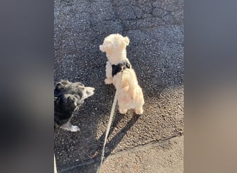 Chicco sucht sein neues Zuhause