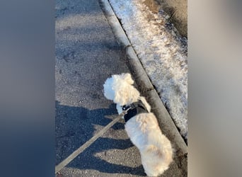 Chicco sucht sein neues Zuhause