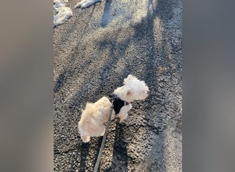 Chicco sucht sein neues Zuhause