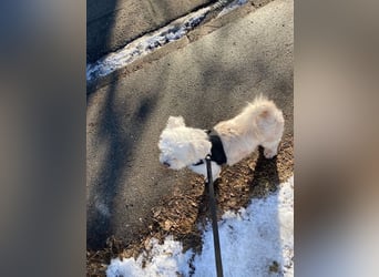 Chicco sucht sein neues Zuhause