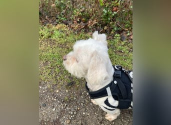 Chicco sucht ein neues Zuhause