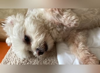 Chicco sucht sein neues Zuhause