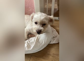 Chicco sucht ein neues Zuhause