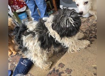 Henry - freundlich und neugierig