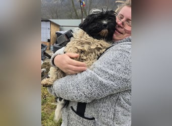 Henry - freundlich und neugierig