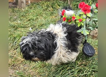 Henry - freundlich und neugierig