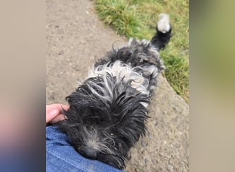 Henry - freundlich und neugierig