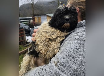 Henry - freundlich und neugierig