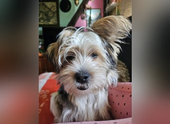 Shih Tzu Mix Welpen vom 18.03.25
