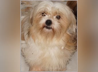 Shih Tzu Mix  / noch zwei Rüdenwelpen
