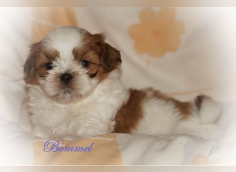Shih Tzu Mixies