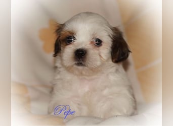 Shih Tzu Mixies
