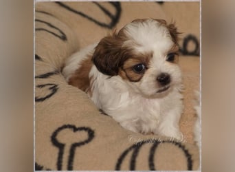 Shih Tzu Mix  / noch zwei Rüdenwelpen