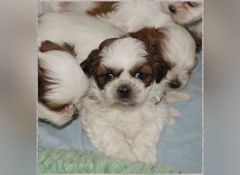 Shih Tzu Mix  / noch zwei Rüdenwelpen