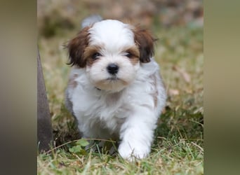 Shih Tzu Mixies
