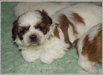 Shih Tzu Mix  / noch zwei Rüdenwelpen