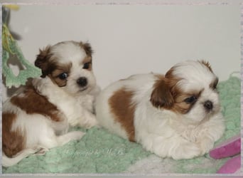 Shih Tzu Mix  / noch zwei Rüdenwelpen