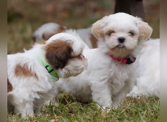 Shih Tzu Mixies