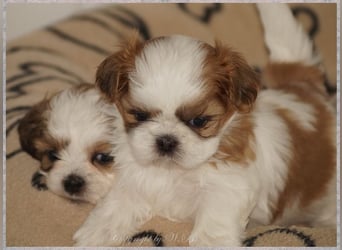 Shih Tzu Mix  / noch zwei Rüdenwelpen