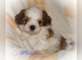 Shih Tzu Mixies