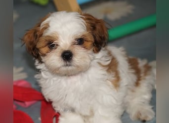 Shih Tzu Mixies